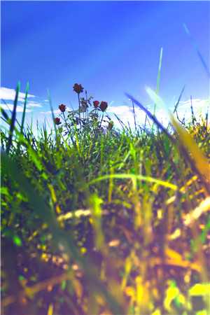 官场:一个小人物的野望杜玉峰阮玉玲完整版免费阅读已完结小说